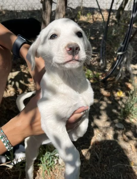 Rocky dolce cucciolo 3 mesi tg medio grande  | Foto 1