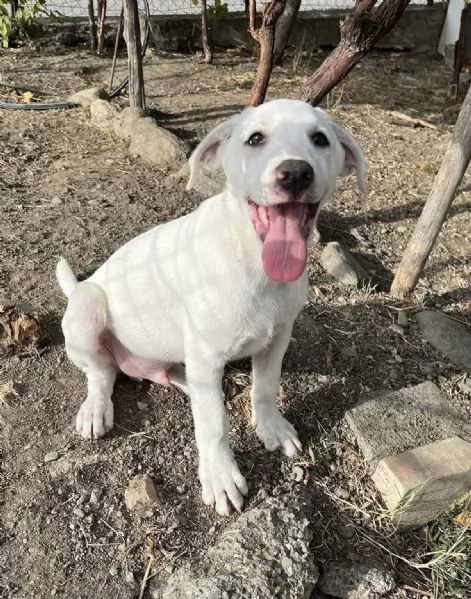 Rocky dolce cucciolo 3 mesi tg medio grande  | Foto 0