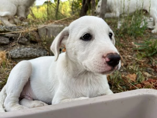 Rocky dolce cucciolo 3 mesi tg medio grande 