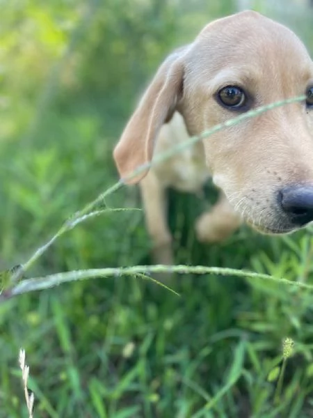 Oscar splendido cucciolo 3 mesi taglia medio piccola  | Foto 6