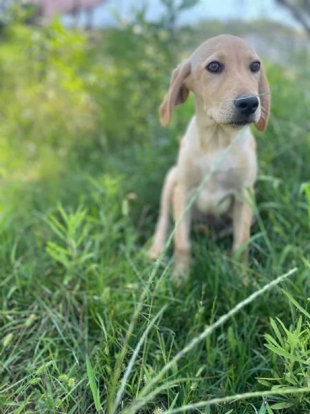 Oscar splendido cucciolo 3 mesi taglia medio piccola  | Foto 5