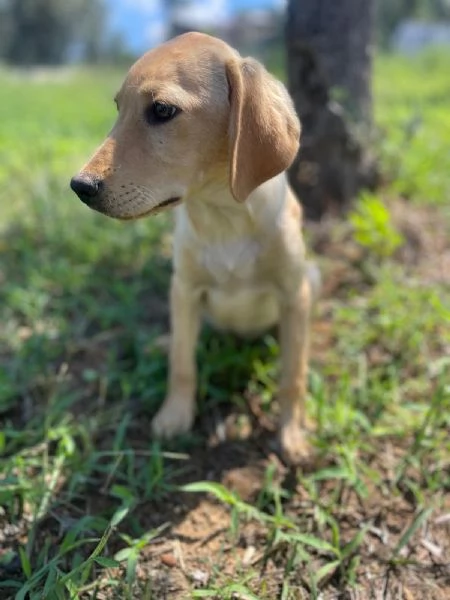 Oscar splendido cucciolo 3 mesi taglia medio piccola  | Foto 4