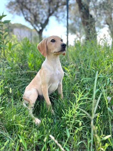 Oscar splendido cucciolo 3 mesi taglia medio piccola  | Foto 3