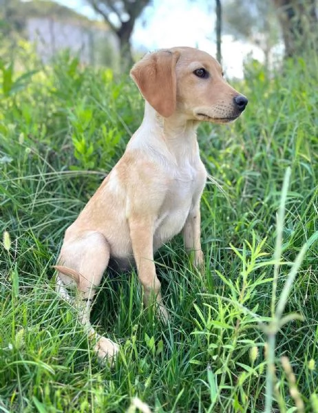 Oscar splendido cucciolo 3 mesi taglia medio piccola  | Foto 2