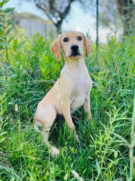 Oscar splendido cucciolo 3 mesi taglia medio piccola 