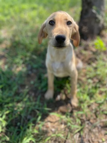 Oscar splendido cucciolo 3 mesi taglia medio piccola  | Foto 1