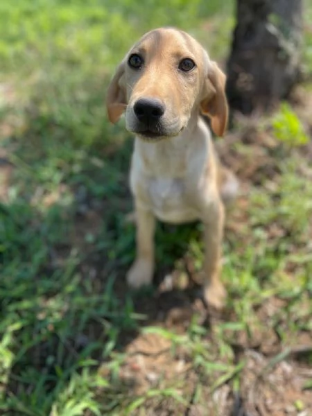 Oscar splendido cucciolo 3 mesi taglia medio piccola  | Foto 0