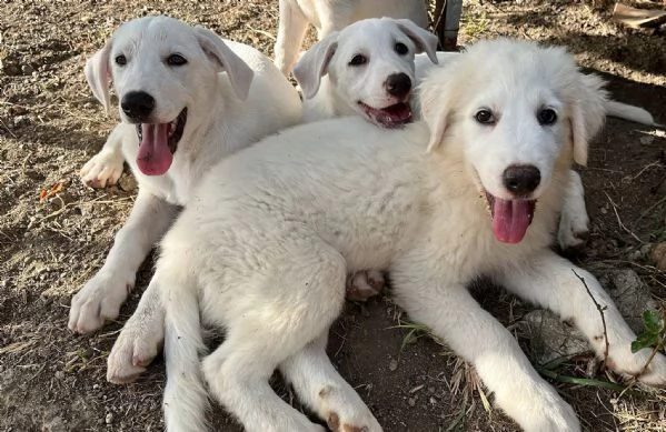 Adozione dolce cucciolo di 3 mesi tg medio grande  | Foto 4