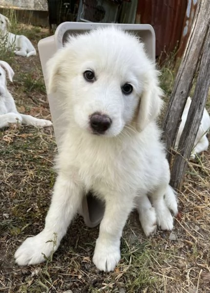 Adozione dolce cucciolo di 3 mesi tg medio grande  | Foto 3
