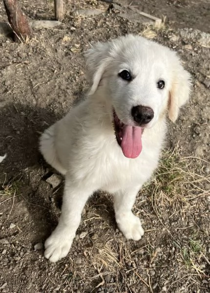 Adozione dolce cucciolo di 3 mesi tg medio grande  | Foto 2