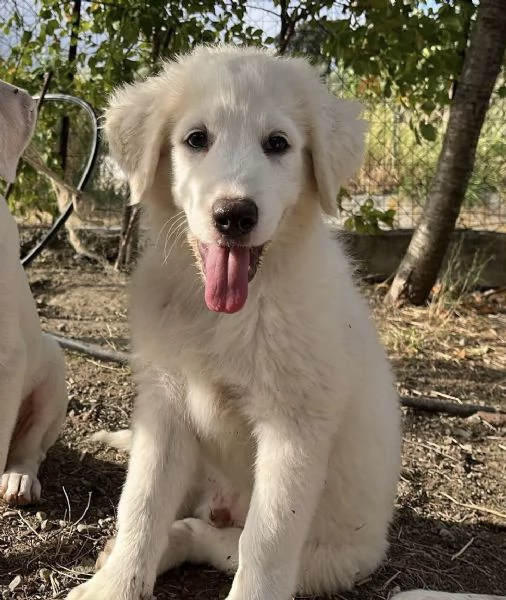 Adozione dolce cucciolo di 3 mesi tg medio grande  | Foto 1