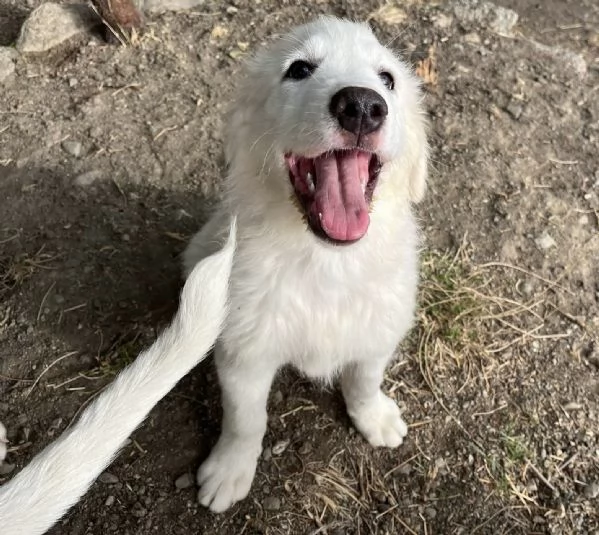Adozione dolce cucciolo di 3 mesi tg medio grande 