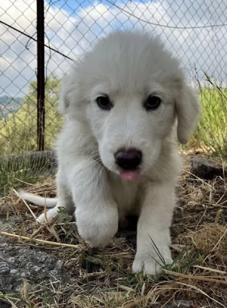 Adozione dolce cucciolo di 3 mesi tg medio grande  | Foto 0