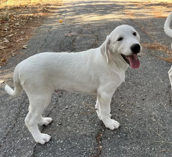 Adozione Chase dolce cucciolo di 3 mesi taglia medio grande  | Foto 4
