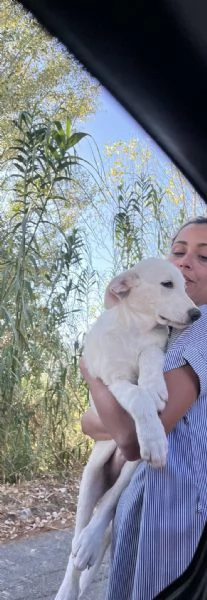 Adozione Chase dolce cucciolo di 3 mesi taglia medio grande  | Foto 3