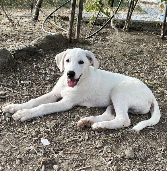 Adozione Chase dolce cucciolo di 3 mesi taglia medio grande  | Foto 2