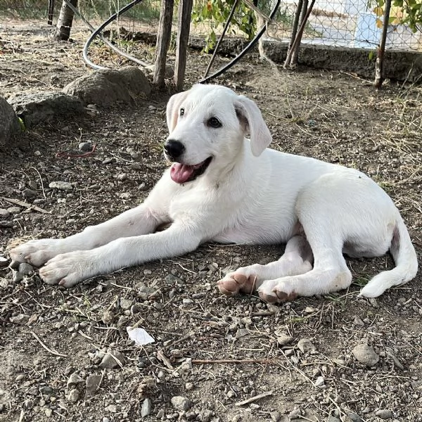 Adozione Chase dolce cucciolo di 3 mesi taglia medio grande 