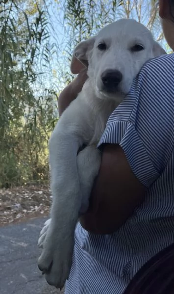 Adozione Chase dolce cucciolo di 3 mesi taglia medio grande  | Foto 0