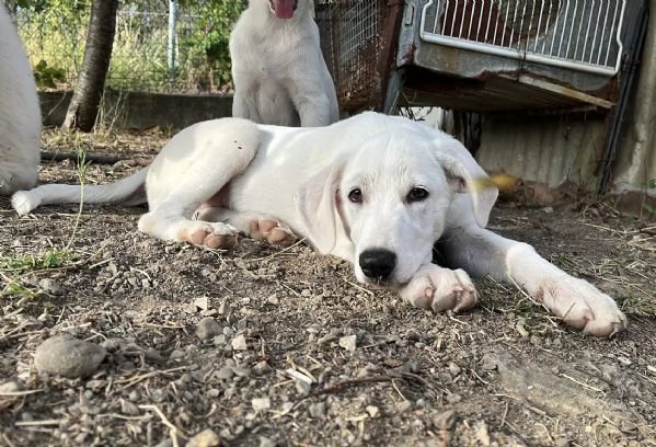 3 cuccioli dolcissimi di 3 mesi cercano casa  | Foto 3