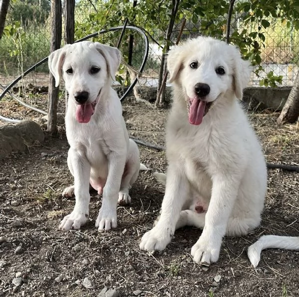 3 cuccioli dolcissimi di 3 mesi cercano casa  | Foto 2