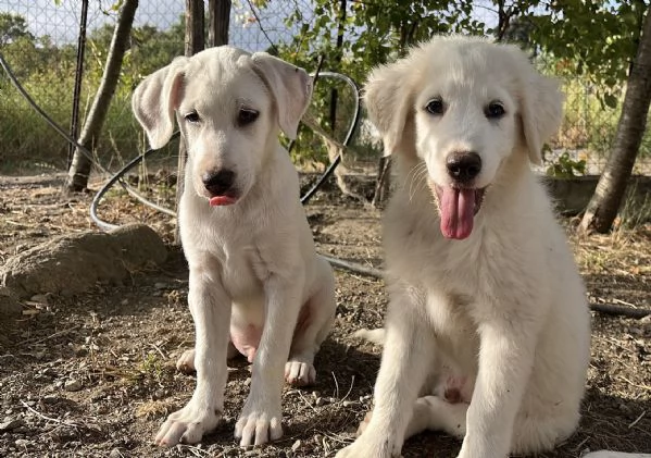 3 cuccioli dolcissimi di 3 mesi cercano casa  | Foto 1