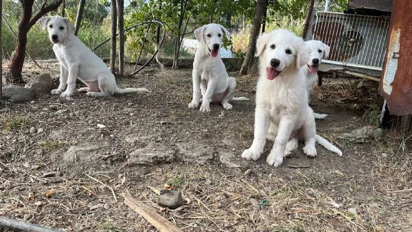 3 cuccioli dolcissimi di 3 mesi cercano casa  | Foto 0
