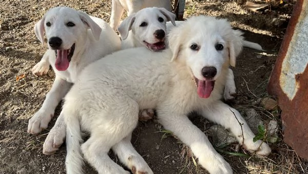 3 cuccioli dolcissimi di 3 mesi cercano casa 