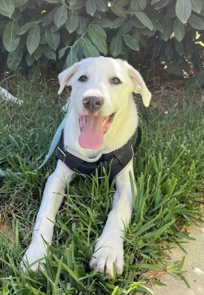 Rocky dolcissimo cucciolo 4 mesi aspetta una famiglia  | Foto 4