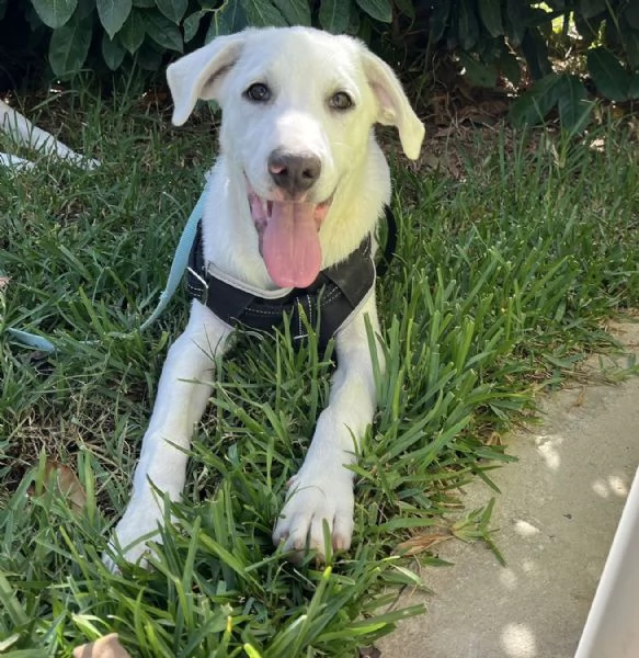 Rocky dolcissimo cucciolo 4 mesi aspetta una famiglia  | Foto 3