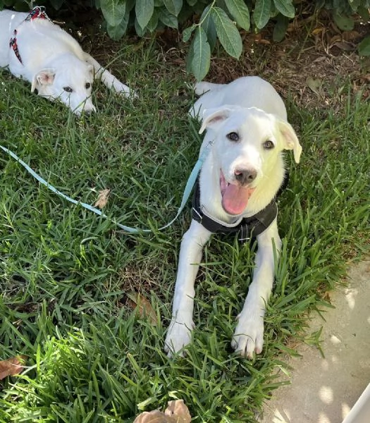 Rocky dolcissimo cucciolo 4 mesi aspetta una famiglia  | Foto 2