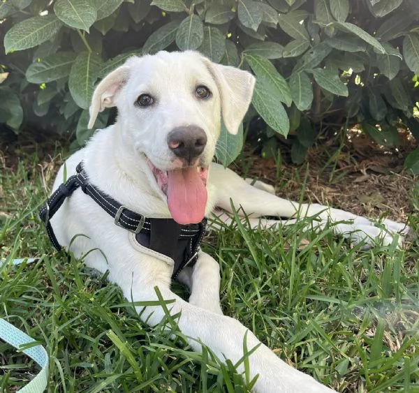 Rocky dolcissimo cucciolo 4 mesi aspetta una famiglia  | Foto 1