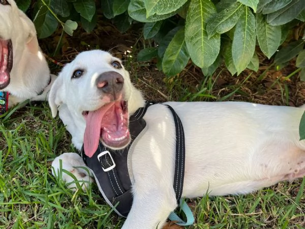 Rocky dolcissimo cucciolo 4 mesi aspetta una famiglia 