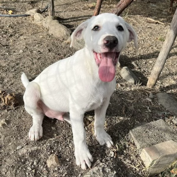 Rocky dolcissimo cucciolo 4 mesi aspetta una famiglia  | Foto 0