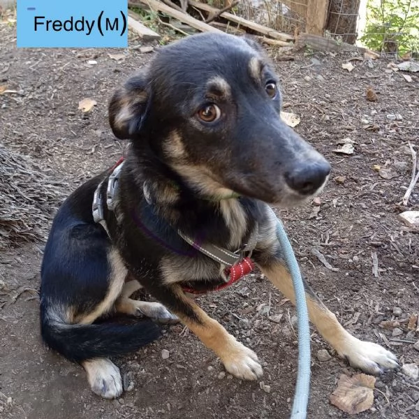 Cinque cuccioli di 5 mesi tg media in attesa di amore 