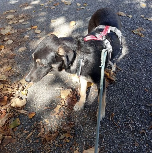 Freddy dolce cucciolo 5 mesi taglia media  | Foto 2