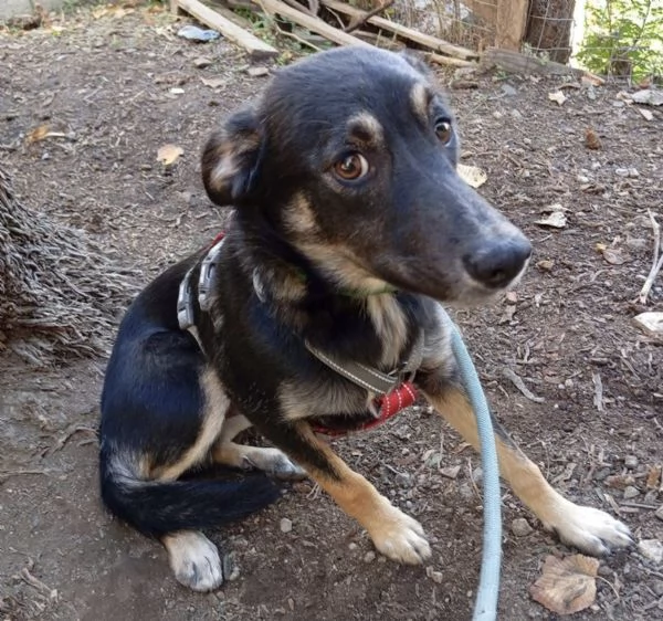 Freddy dolce cucciolo 5 mesi taglia media  | Foto 1