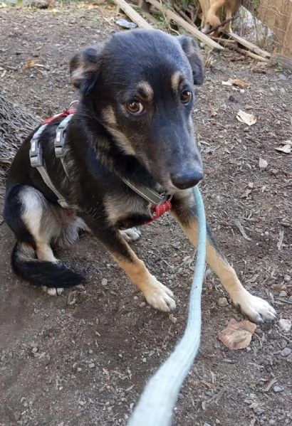 Freddy dolce cucciolo 5 mesi taglia media  | Foto 0