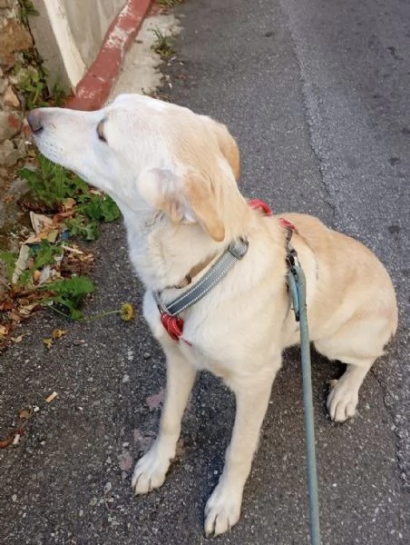 Shakira dolce cucciola color miele | Foto 3