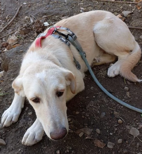 Shakira dolce cucciola color miele | Foto 0