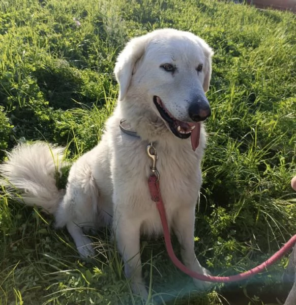 Tony dolce Angelo di 4 anni rinchiuso in un recinto | Foto 6