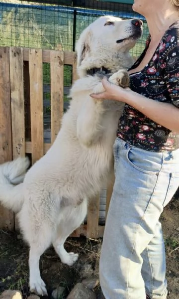 Tony dolce Angelo di 4 anni rinchiuso in un recinto | Foto 5