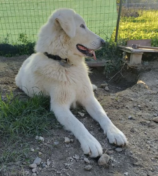 Tony dolce Angelo di 4 anni rinchiuso in un recinto | Foto 4