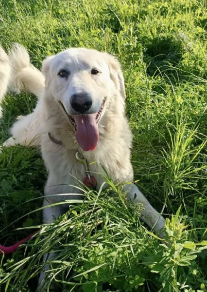 Tony dolce Angelo di 4 anni rinchiuso in un recinto | Foto 2