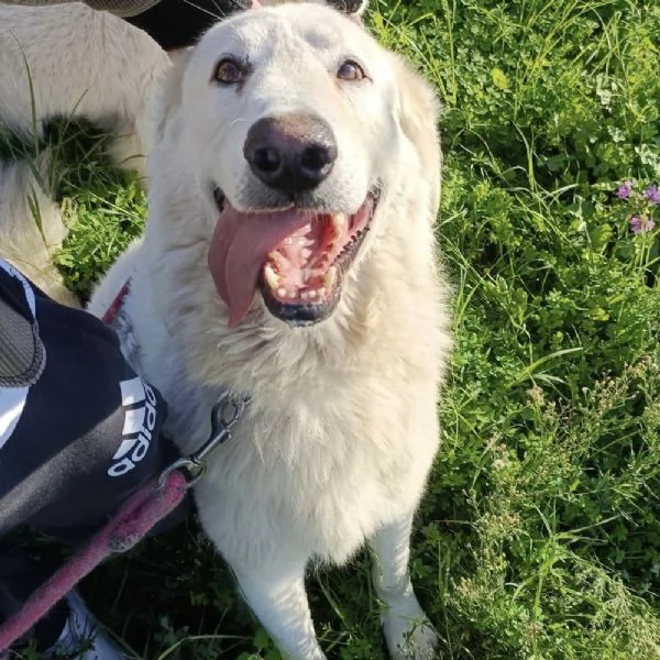 Titty e tony due splendidi angeli reclusi in box  | Foto 6