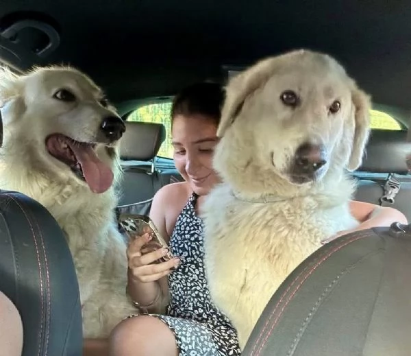 Titty e tony due splendidi angeli reclusi in box  | Foto 2