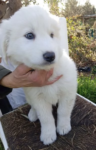 Orfeo dolcissimo cucciolo 2 mesi taglia grande | Foto 6