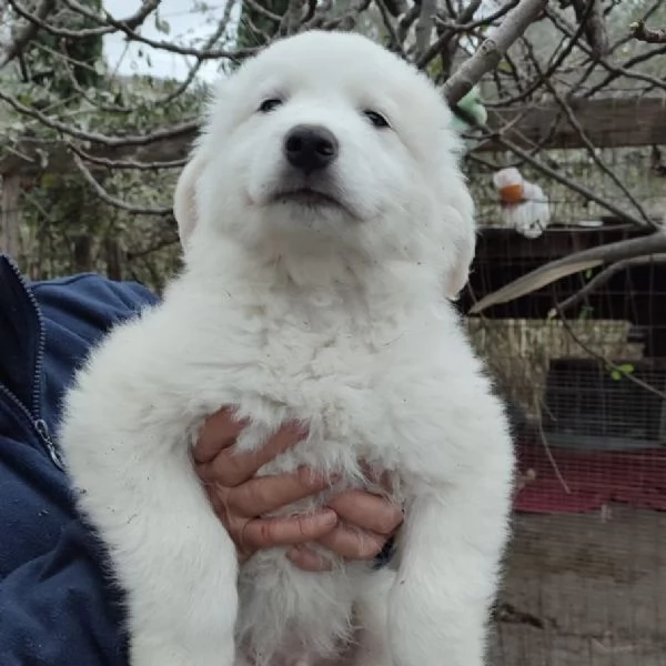 Orfeo dolcissimo cucciolo 2 mesi taglia grande | Foto 5