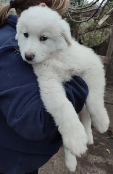 Orfeo dolcissimo cucciolo 2 mesi taglia grande