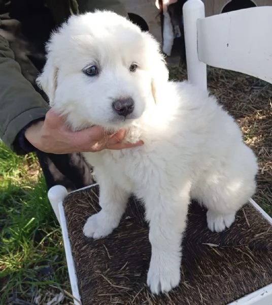 Orfeo dolcissimo cucciolo 2 mesi taglia grande | Foto 0