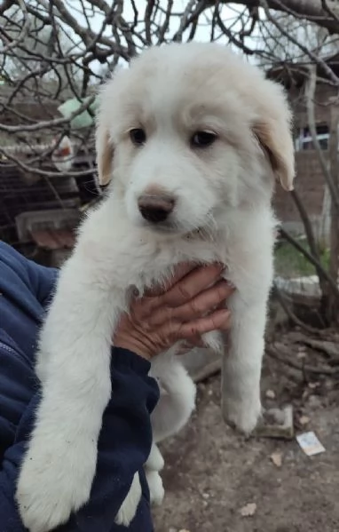 Eros dolce cucciolo 2 mesi taglia grande | Foto 4